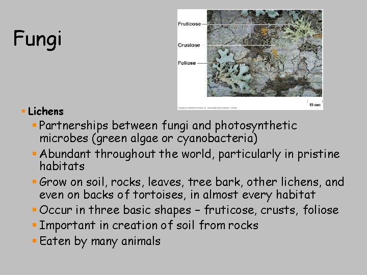 Fungi § Lichens § Partnerships between fungi and photosynthetic microbes (green algae or cyanobacteria)