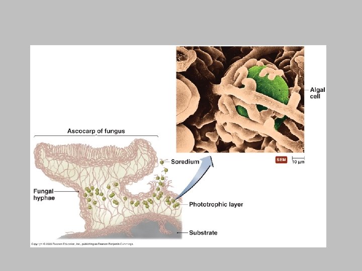 Fungi [INSERT FIGURE 12. 26] 