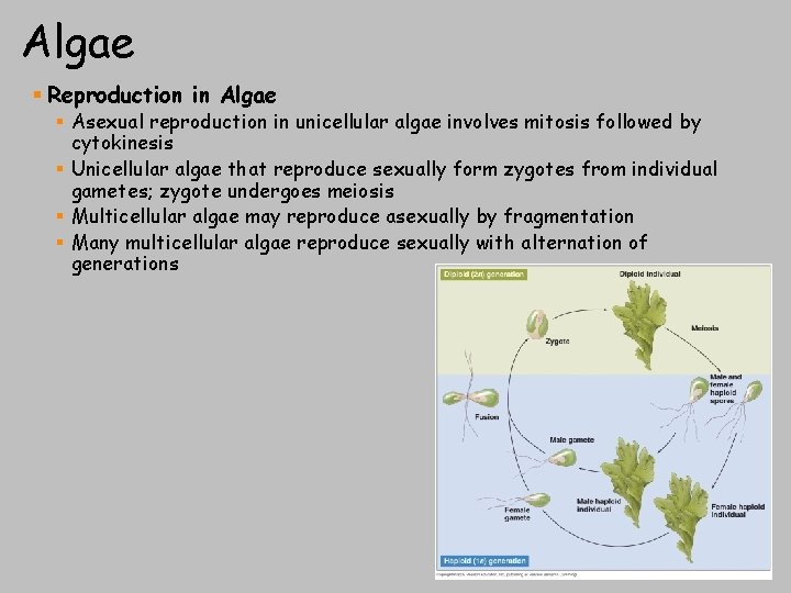 Algae § Reproduction in Algae § Asexual reproduction in unicellular algae involves mitosis followed