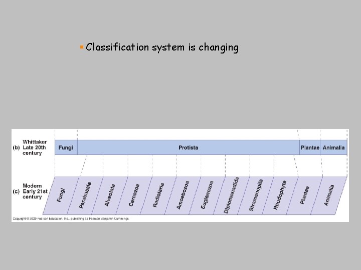 § Classification system is changing [INSERT FIGURE 12. 4] 