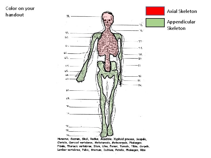 Color on your handout Axial Skeleton Appendicular Skeleton 
