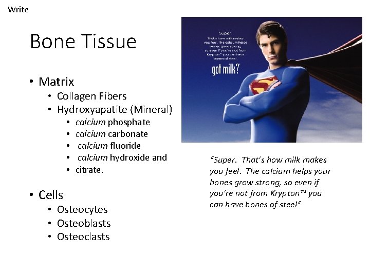 Write Bone Tissue • Matrix • Collagen Fibers • Hydroxyapatite (Mineral) • • •