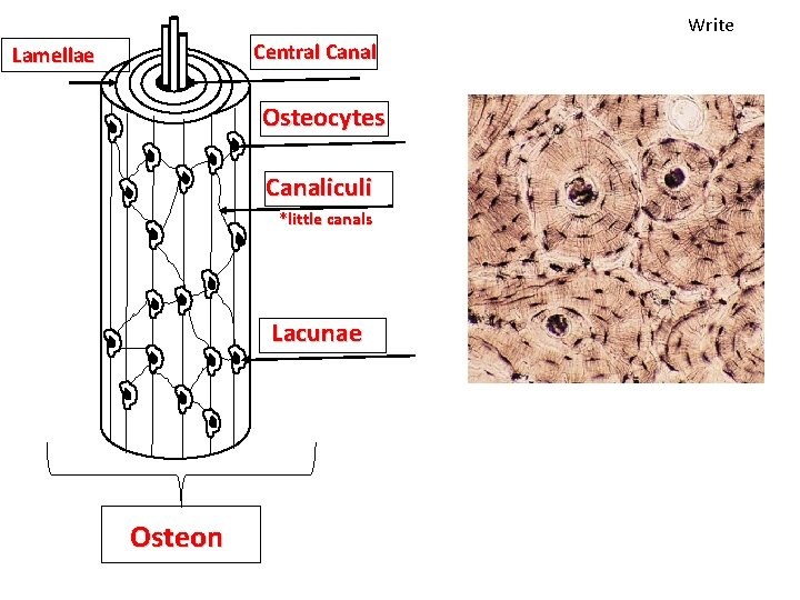 Write Central Canal Lamellae Osteocytes Canaliculi *little canals Lacunae Osteon 