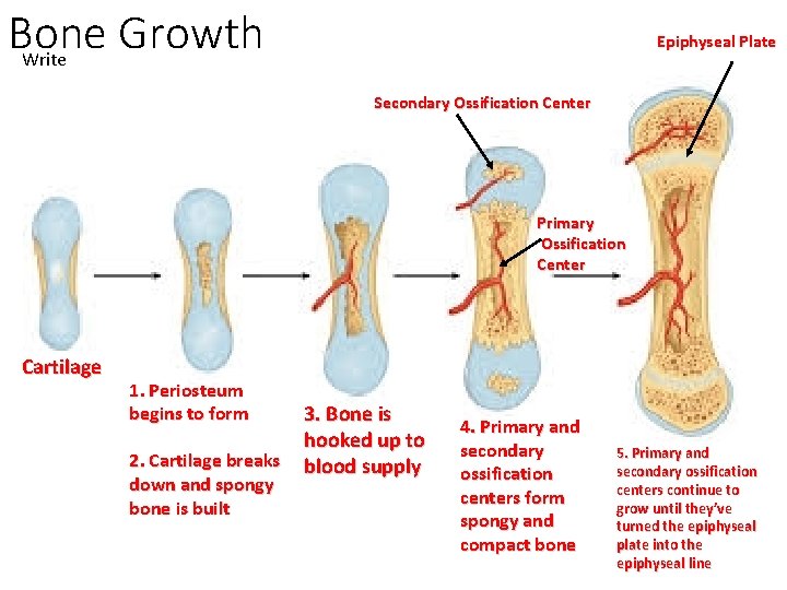 Bone Growth Write Epiphyseal Plate Secondary Ossification Center Primary Ossification Center Cartilage 1. Periosteum