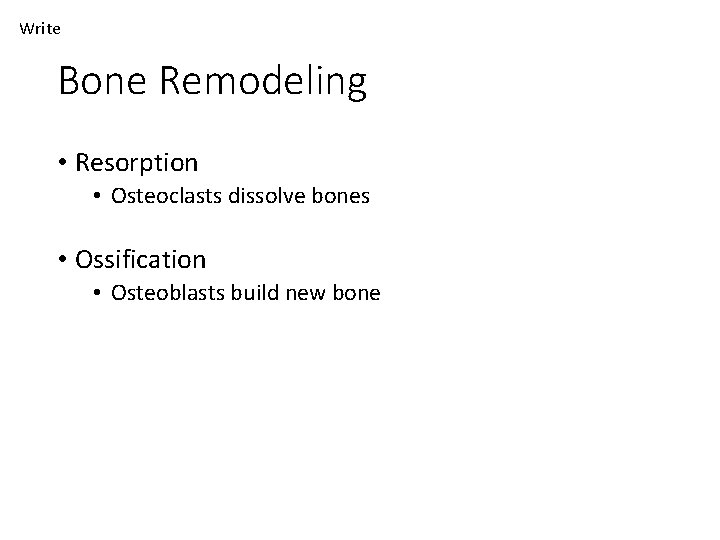 Write Bone Remodeling • Resorption • Osteoclasts dissolve bones • Ossification • Osteoblasts build