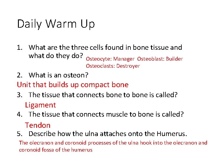 Daily Warm Up 1. What are three cells found in bone tissue and what