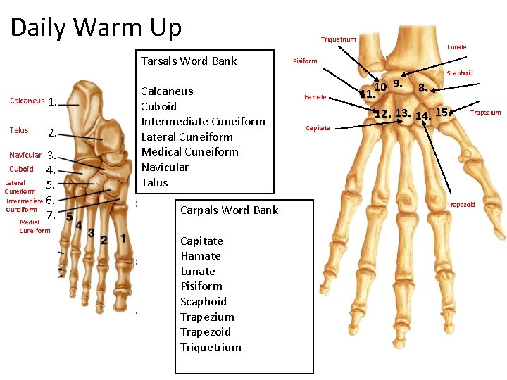 Daily Warm Up Tarsals Word Bank Triquetrium Lunate Pisiform Scaphoid Calcaneus Talus 1. 2.