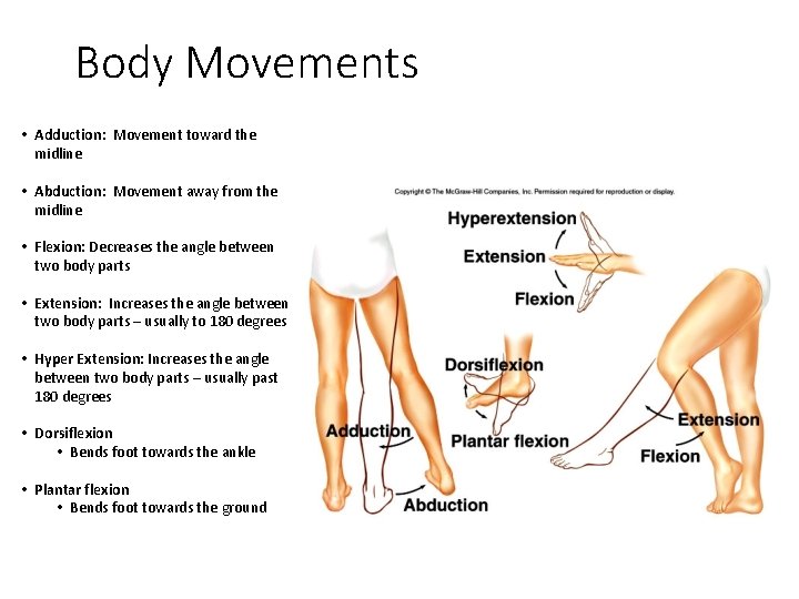 Body Movements • Adduction: Movement toward the midline • Abduction: Movement away from the