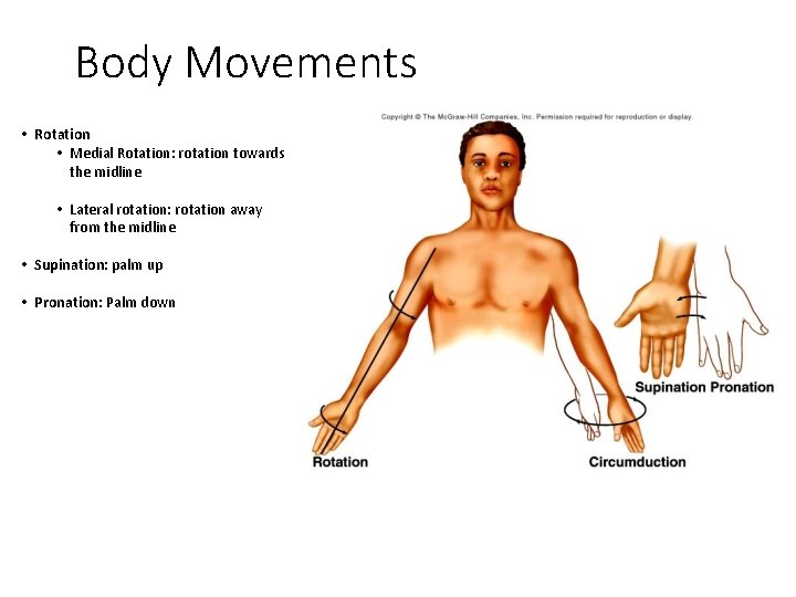 Body Movements • Rotation • Medial Rotation: rotation towards the midline • Lateral rotation: