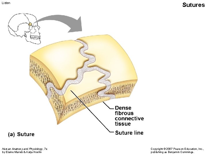 Listen Human Anatomy and Physiology, 7 e by Elaine Marieb & Katja Hoehn Sutures