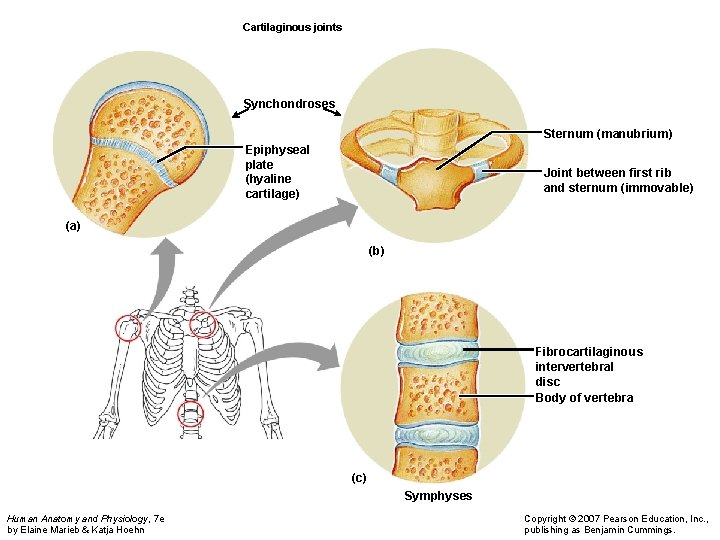 Cartilaginous joints Synchondroses Sternum (manubrium) Epiphyseal plate (hyaline cartilage) Joint between first rib and