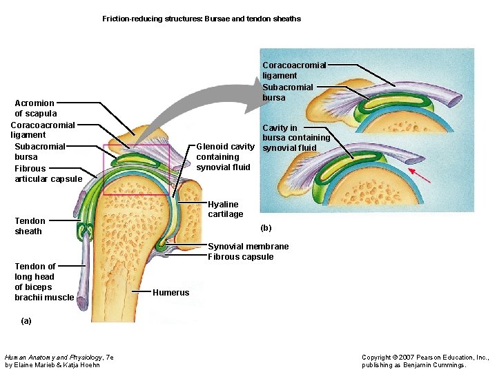 Friction-reducing structures: Bursae and tendon sheaths Coracoacromial ligament Subacromial bursa Acromion of scapula Coracoacromial