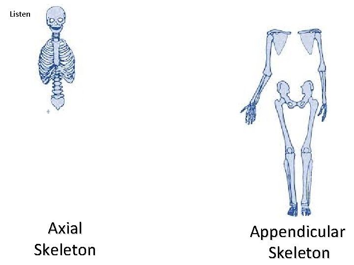 Listen Axial Skeleton Appendicular Skeleton 