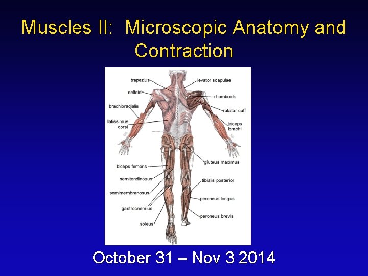 Muscles II: Microscopic Anatomy and Contraction October 31 – Nov 3 2014 