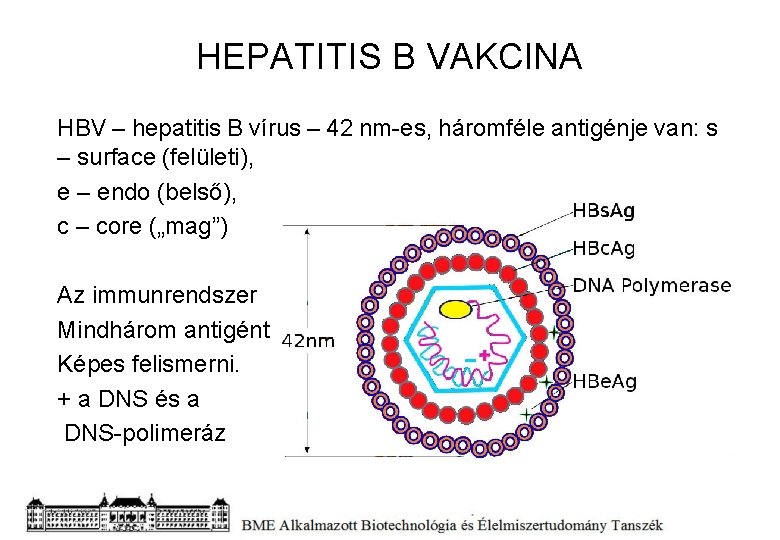 a cukorbetegség mellitis hepatitis kezelése)