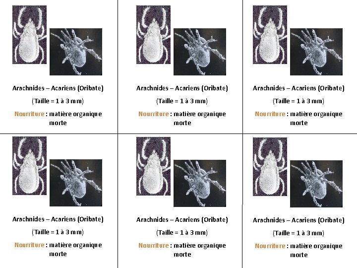 Arachnides – Acariens (Oribate) Arachnides – Acariens (Oribate) (Taille = 1 à 3 mm)