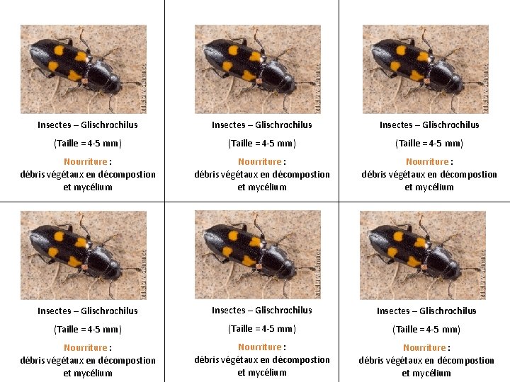 Insectes – Glischrochilus Insectes – Glischrochilus (Taille = 4 -5 mm) (Taille = 4