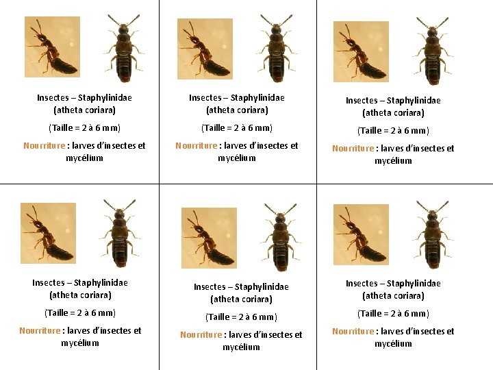 Insectes – Staphylinidae (atheta coriara) Insectes – Staphylinidae (atheta coriara) (Taille = 2 à