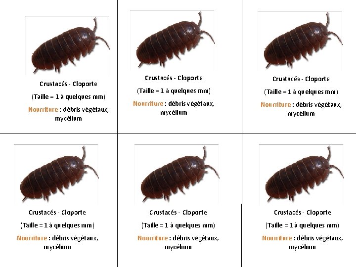 Crustacés - Cloporte (Taille = 1 à quelques mm) Nourriture : débris végétaux, mycélium