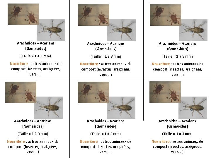 Arachnides – Acariens (Gamasides) Arachnides – Acariens (Gamasides) (Taille = 1 à 3 mm)