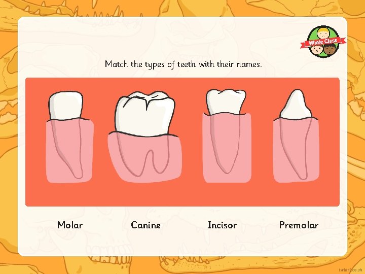 Match the types of teeth with their names. Molar Canine Incisor Premolar 