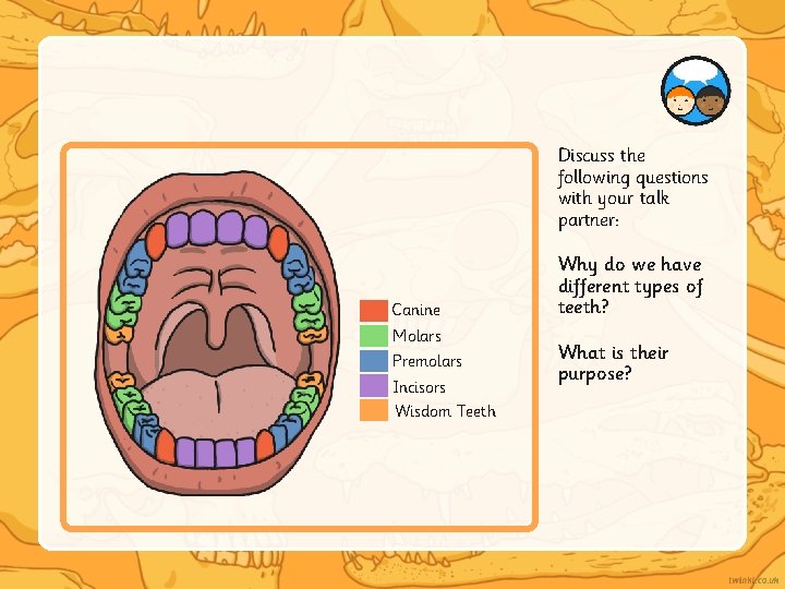 Discuss the following questions with your talk partner: Canine Molars Premolars Incisors Wisdom Teeth