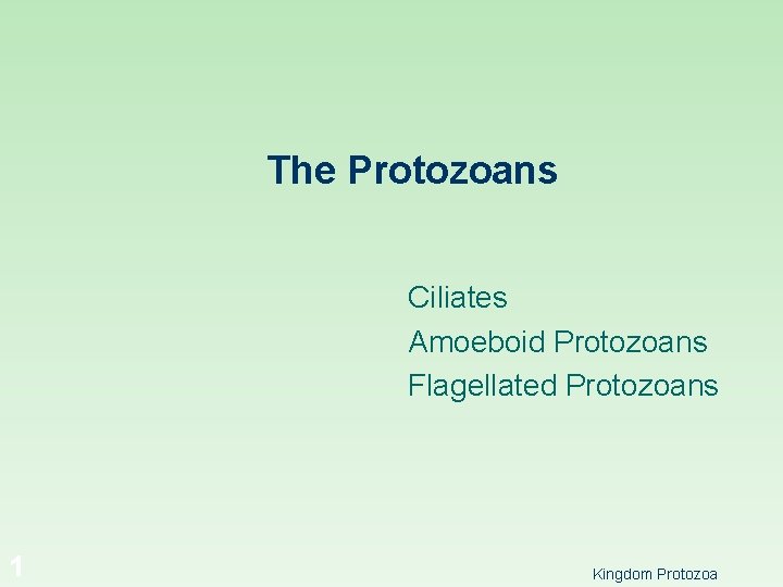 The Protozoans Ciliates Amoeboid Protozoans Flagellated Protozoans 1 Kingdom Protozoa 