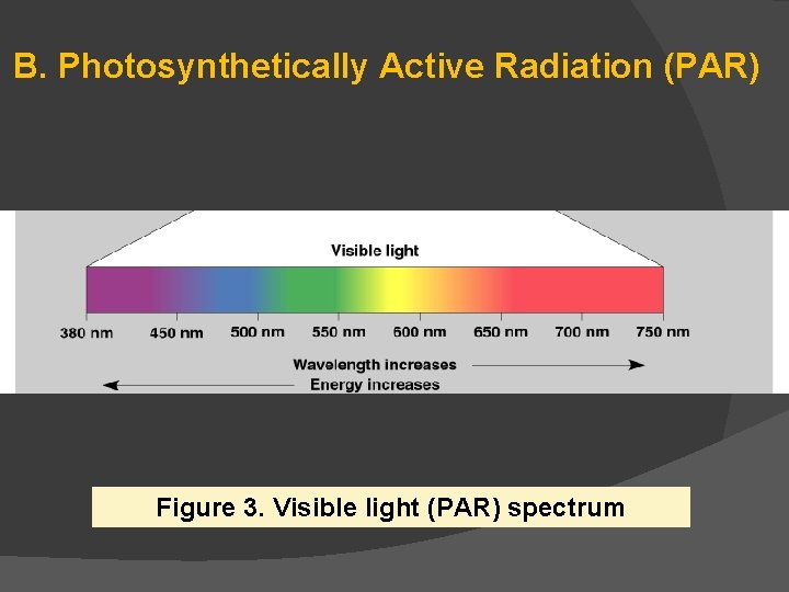 B. Photosynthetically Active Radiation (PAR) Figure 3. Visible light (PAR) spectrum 