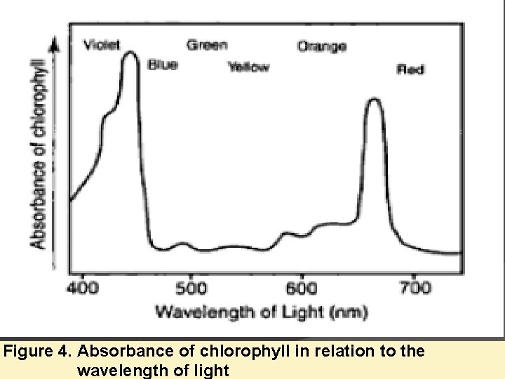 Figure 4. Absorbance of chlorophyll in relation to the wavelength of light 