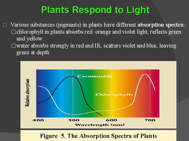 Plants Respond to Light � Various substances (pigments) in plants have different absorption spectra: