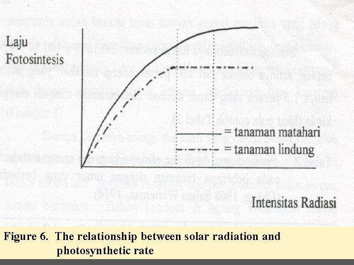 Figure 6. The relationship between solar radiation and photosynthetic rate 