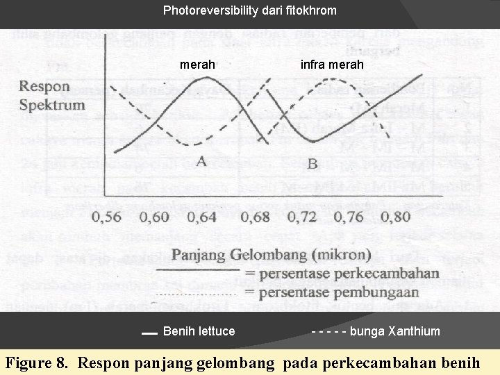 Photoreversibility dari fitokhrom merah Benih lettuce infra merah - - - bunga Xanthium Figure