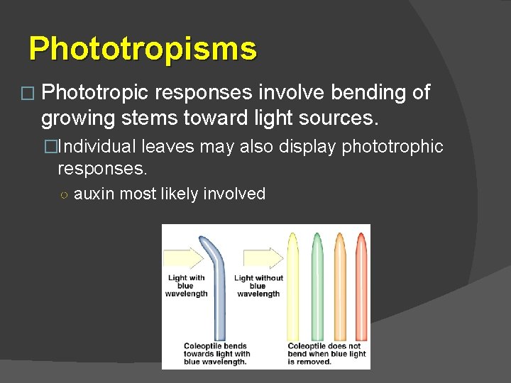 Phototropisms � Phototropic responses involve bending of growing stems toward light sources. �Individual leaves
