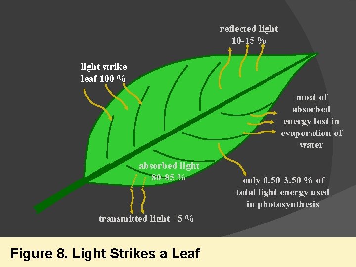 reflected light 10 -15 % light strike leaf 100 % most of absorbed energy