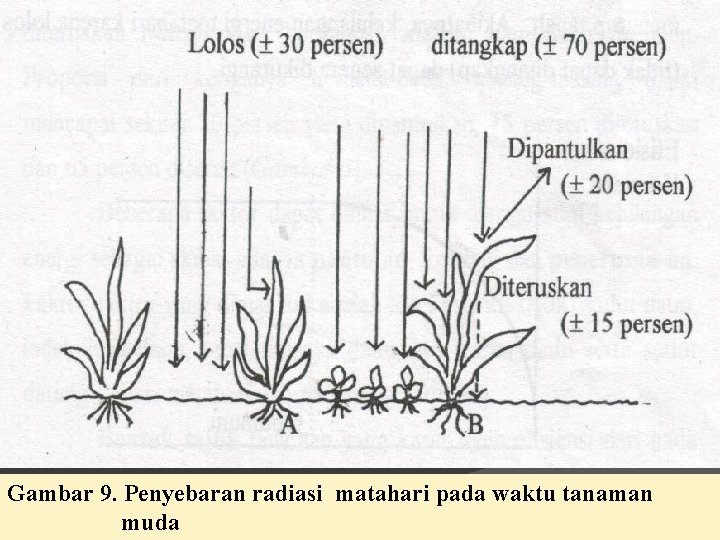 Gambar 9. Penyebaran radiasi matahari pada waktu tanaman muda 