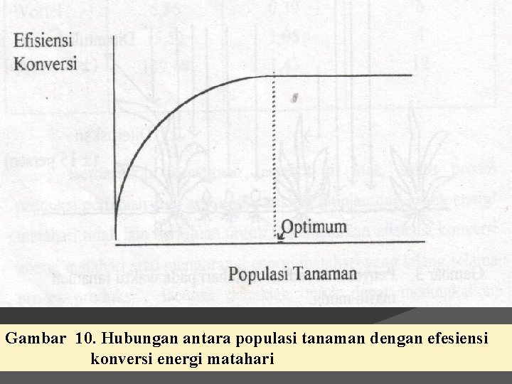 Gambar 10. Hubungan antara populasi tanaman dengan efesiensi konversi energi matahari 