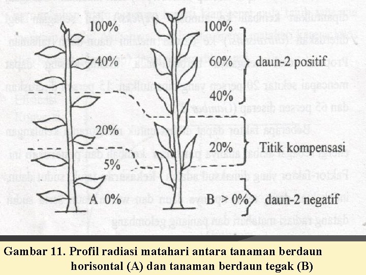 Gambar 11. Profil radiasi matahari antara tanaman berdaun horisontal (A) dan tanaman berdaun tegak