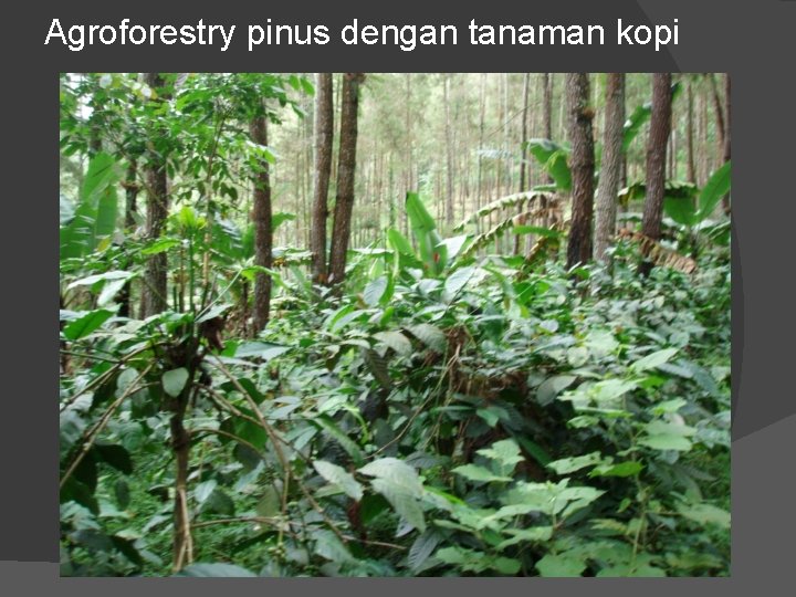 Agroforestry pinus dengan tanaman kopi 