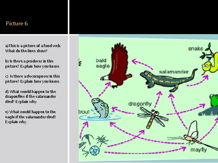 Picture 6 a)This is a picture of a food web. What do the lines