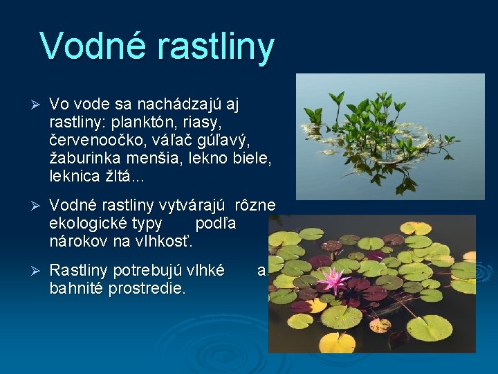Vodné rastliny Ø Vo vode sa nachádzajú aj rastliny: planktón, riasy, červenoočko, váľač gúľavý,