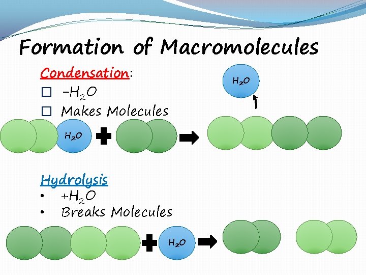 Formation of Macromolecules Condensation: � -H 2 O � Makes Molecules H 2 O