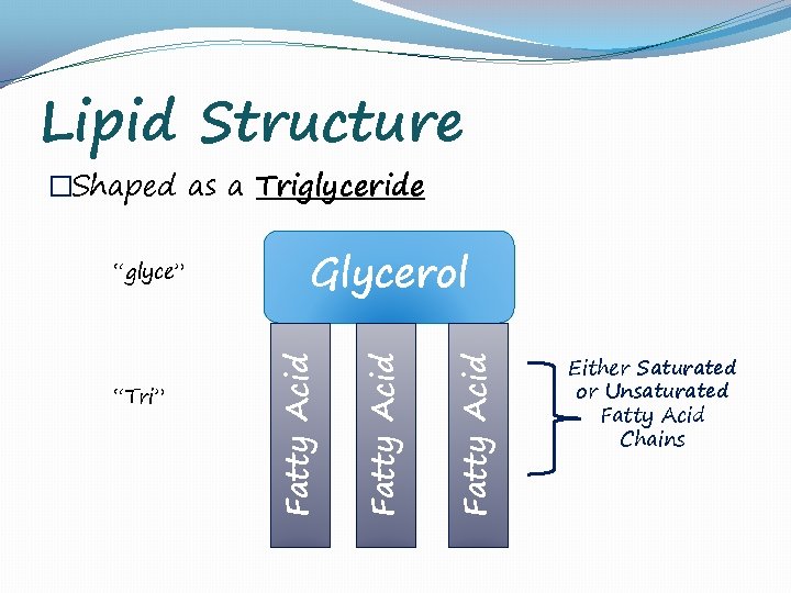 Lipid Structure �Shaped as a Triglyceride Fatty Acid “Tri” Glycerol Fatty Acid “glyce” Either