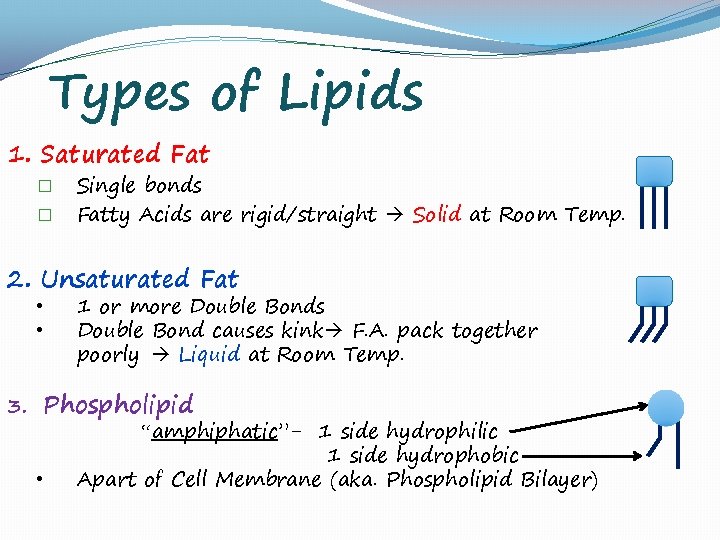 Types of Lipids 1. Saturated Fat � � Single bonds Fatty Acids are rigid/straight