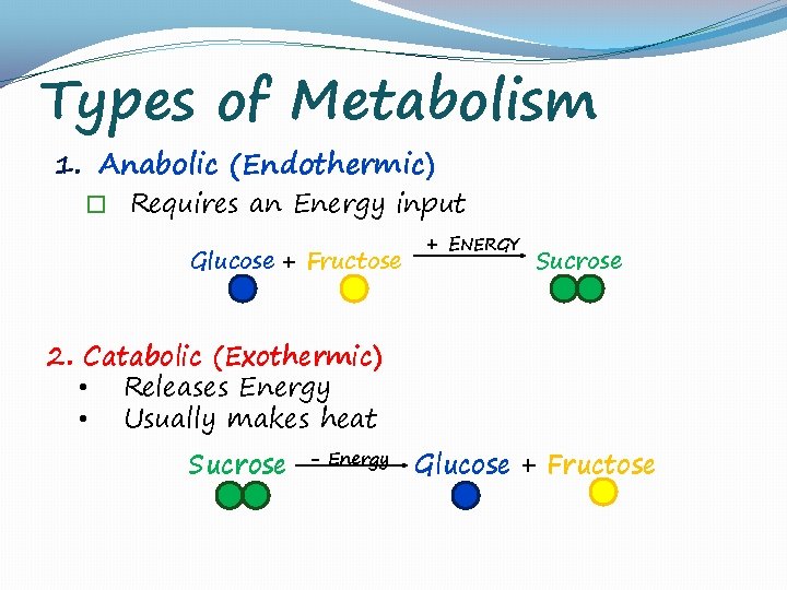 Types of Metabolism 1. Anabolic (Endothermic) � Requires an Energy input Glucose + Fructose