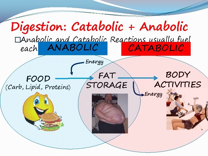 Digestion: Catabolic + Anabolic �Anabolic and Catabolic Reactions usually fuel ANABOLIC CATABOLIC each other