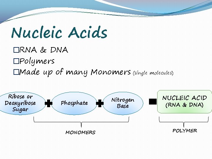 Nucleic Acids �RNA & DNA �Polymers �Made up of many Monomers (single molecules) Ribose