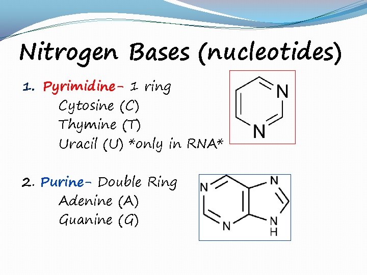 Nitrogen Bases (nucleotides) 1. Pyrimidine- 1 ring Cytosine (C) Thymine (T) Uracil (U) *only