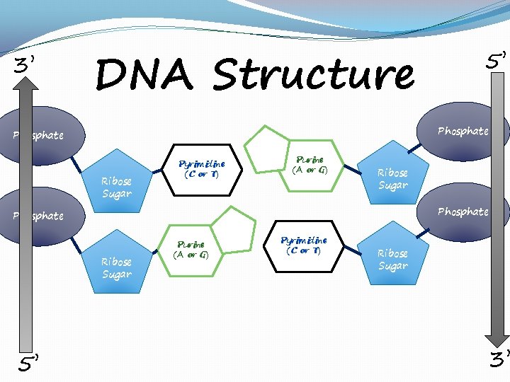 3’ DNA Structure Phosphate Ribose Sugar Pyrimidine (C or T) Purine (A or G)