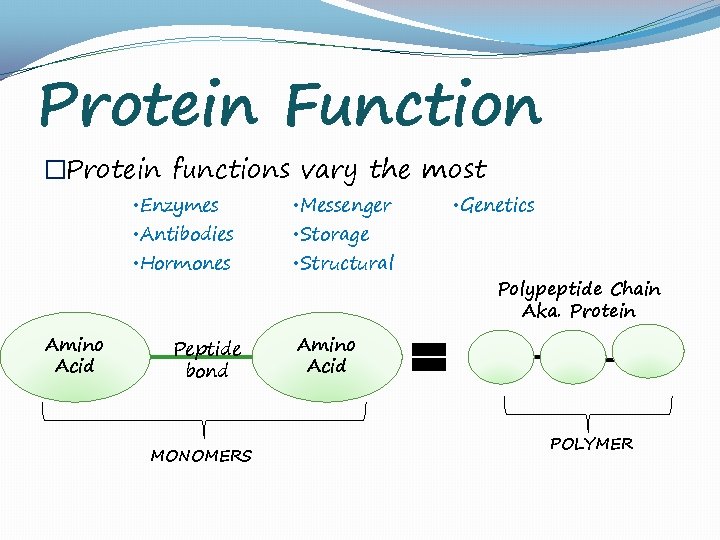 Protein Function �Protein functions vary the most • Enzymes • Messenger • Hormones •