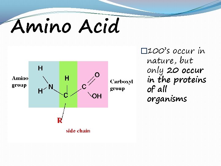 Amino Acid � 100’s occur in nature, but only 20 occur in the proteins